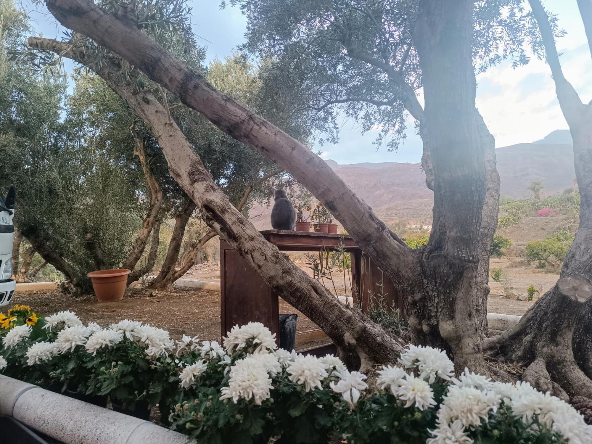 La Casa De La Pradera Villa Santa Lucia De Tirajana Bagian luar foto